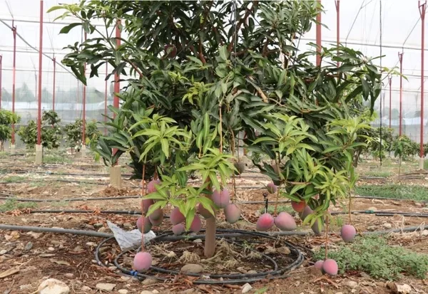 Çiftçinin yeni gözdesi! Bir ağacından 190 bin TL’lik kazanç