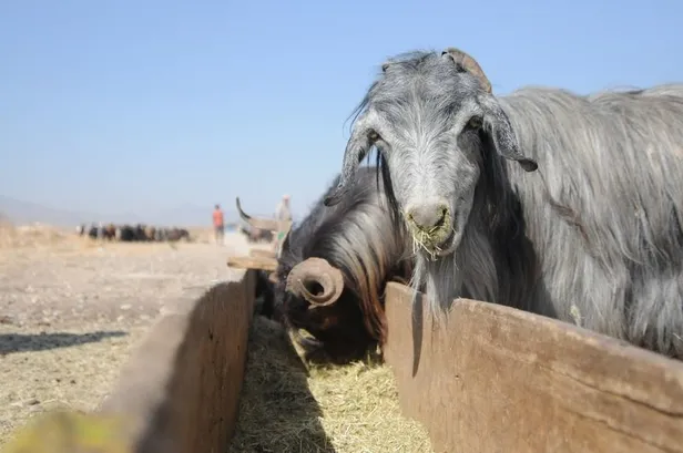 Kurban kesim vakti ne zaman bitecek? Kurban kesimi son gün ne zaman? Kurban ne zamana kadar kesilmeli? - 3