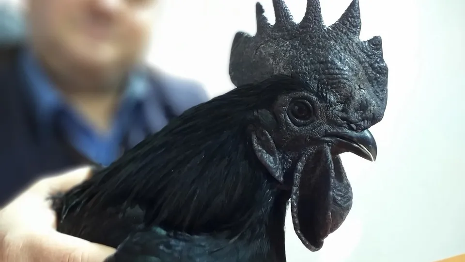 Bursa’da görenleri şaşırtan kara tavuk! İç organları dahil kara...