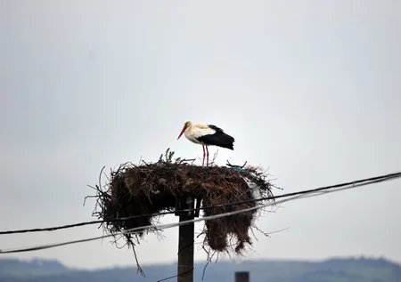 Yaren leylek kuluçkaya yattı! Balıkçı Adem Yılmaz: Yavrularını da ellerimle besleyeceğim