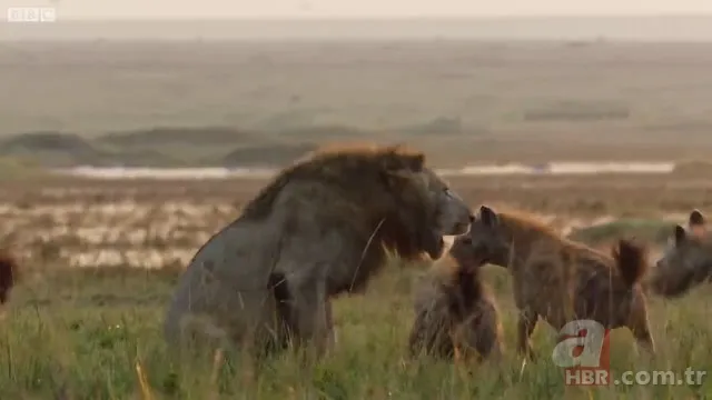 İzmir'de sırtlan paniği! "Tire canavarı" korku salıyor 24