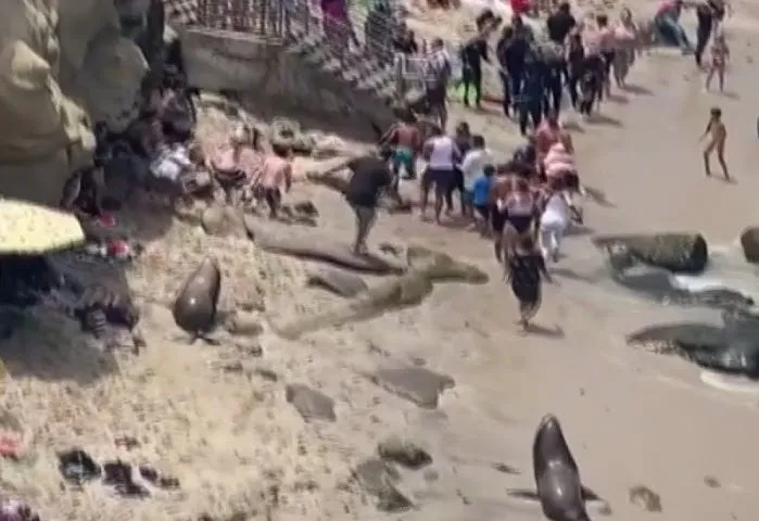 Deniz aslanları plajda insanları kovaladı! Milyonlarca kez izlendi