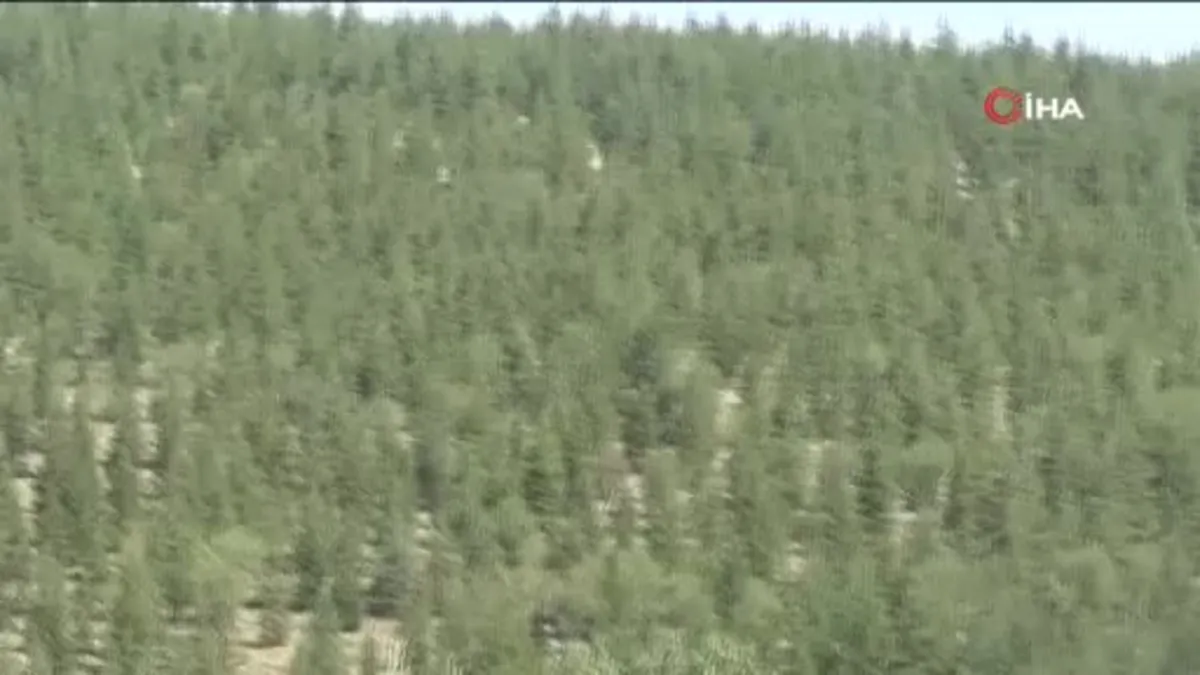 Orman yangınlarının önüne geçmek için ağaç budaması