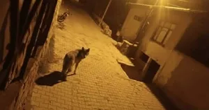 Başkale’de aç kalan kurtlar ilçeye indi