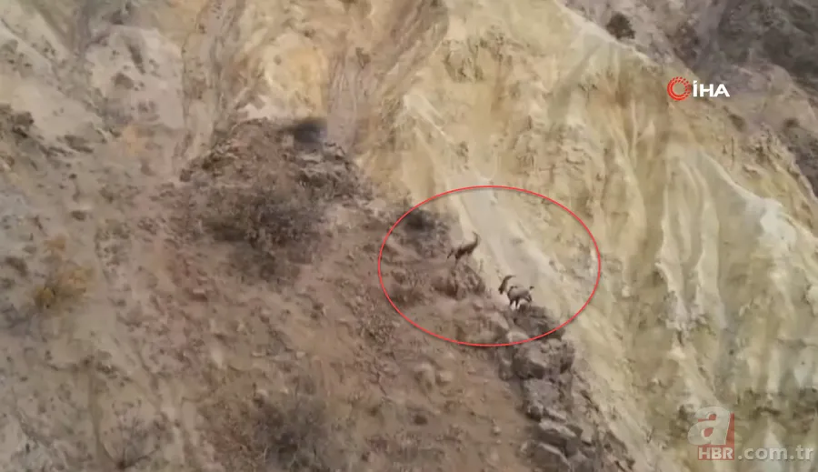 O ilimizde sürü halinde ortaya çıktılar! Karlı dağları aşarak… 12