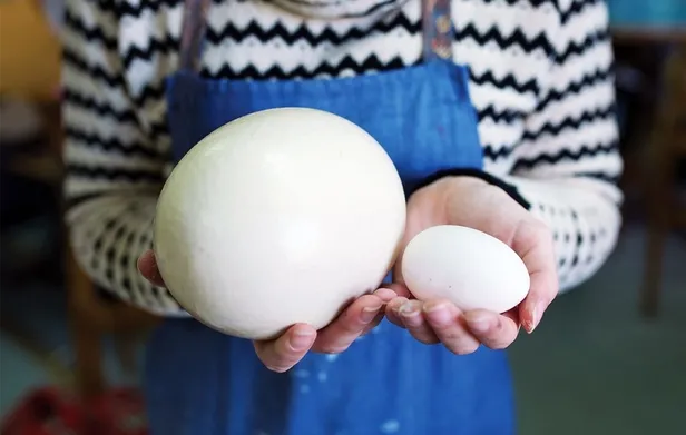 Mimar Sinan inşaatında, İbn-i Sina kemik erimesi tedavisinde kullandı! İşte tarihin önemli isimlerinin kullandığı nadir bulunan o besin…