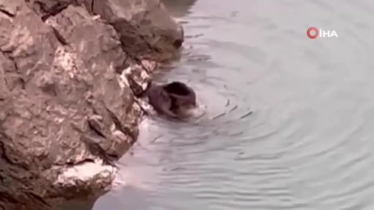 Erzincan’da nesli tükenmekte olan su samuru görüntülendi