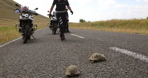 Kaplumbağayı ezmemek için canından oldu