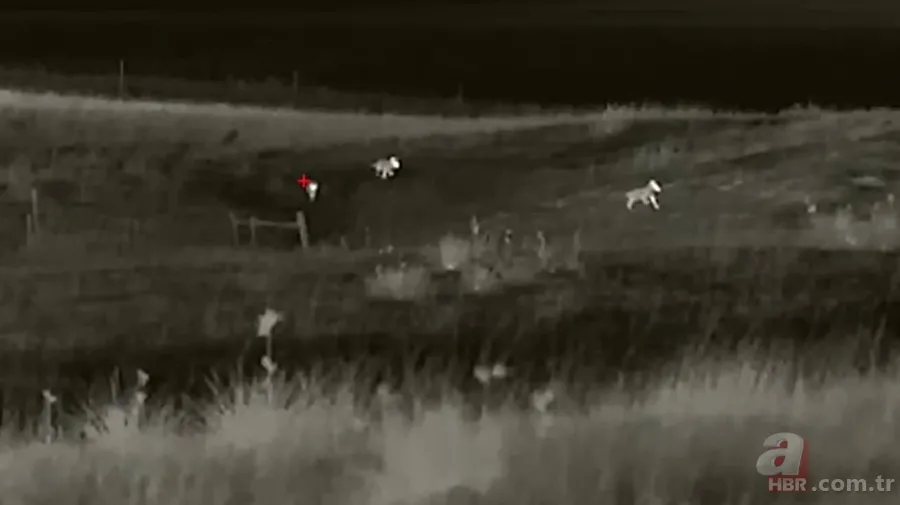 Kurtlar inek çiftliğini bastı! Sığırlarını kaybeden sahibi çözümü katliamda buldu | Bu görüntüler dehşete düşürdü 7