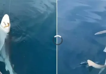 Oltasına köpek balığı takıldı yeniden denize bıraktı