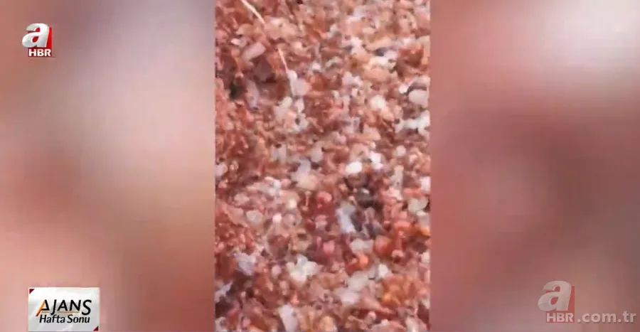 Kırmızı karıncalardan batmayan sal! Haftalarca yüzebiliyorlar 3