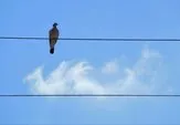 Kuşlar Neden Elektrik Tellerinden Zarar Görmez? ⚡ Gizem Çözüldü: Meğer... width=