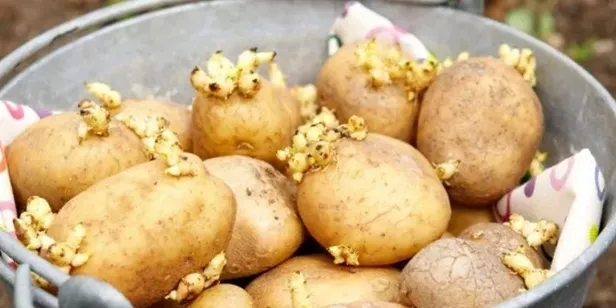 patates-boyle-gorunuyorsa-sakin-mutfaginiza-sokmayin-megerse-1708249253224.jpg Patates böyle görünüyorsa sakın mutfağınıza sokmayın! Meğerse... - 5