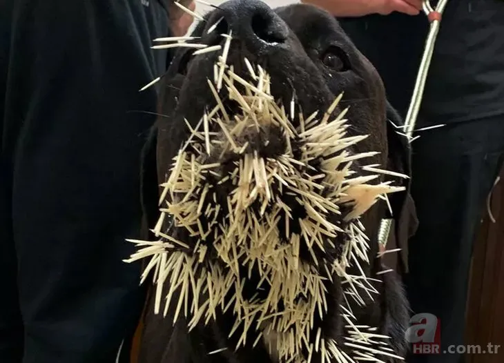 Kirpiye saldıran köpeğin hazin sonu! Merakının bedelini 500 ok ile ödedi | 30 saatlik operasyonla temizlendi