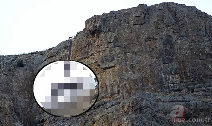 Görüntüler Trabzon’dan! Ender rastlanan türler Of’ta ortaya çıktı 5