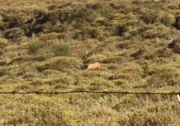 Görüntüler Sinop'tan! Yalnız gezen çakal böyle görüntülendi
