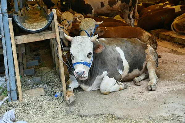 Kurbanlık alacaklara büyük kolaylık! Bakanlığın uygulaması ile tüm bilgilere ulaşmak mümkün - 4
