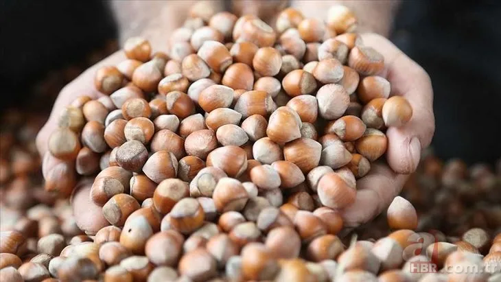 Fındık fiyatları ne kadar, kaç TL oldu? 2022 Ağustos ayı Ordu, Giresun, Samsun, Trabzon fındık fiyatları son durum 5