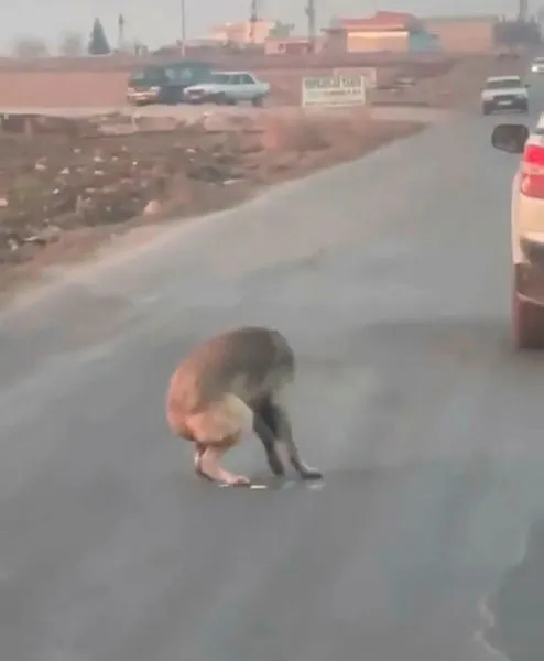 Şanlıurfa'da araçtan köpeğe ateş edip yaralayan şüpheli yakalandı - 2