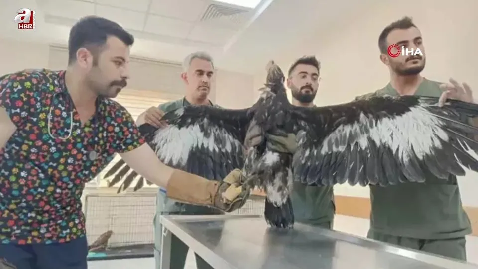 Siirt’te yaralı kuşlar tedavilerinin ardından yaşam alanlarına bırakıldı