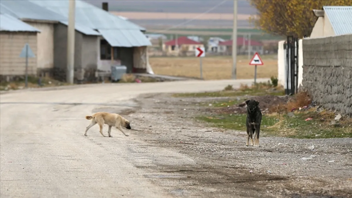 Batı medyasından Türkiye'ye operasyon! Sokak hayvanları yasasına "katliam" diyerek Türk turizmine boykot çağrısı yaptılar