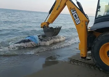 Antalya'da ölü balina kıyıya vurdu