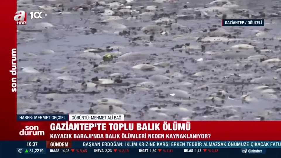 Gaziantep’te toplu balık ölümü