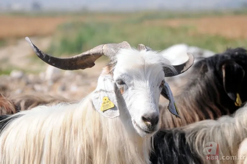 Marketlerde kurban fiyatı ne kadar? A101, Migros, CarrefourSA küçükbaş büyükbaş 2021 kurbanlık fiyatları kaç TL? 18