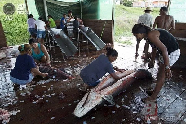 Dünyanın en büyük balığı 🐟Yılda sadece bir kez böyle yakalanıyor | Arapayma yakalama süreci görenleri büyülüyor