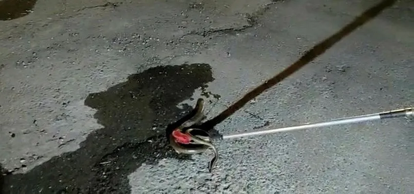 Oluklu kertenkele paniğe neden oldu!
