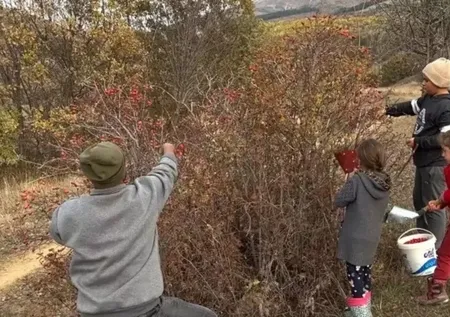 Kış aylarının doğal vitamin deposu! Kendi kendine yetişiyor: Ne su ne emek gerekiyor