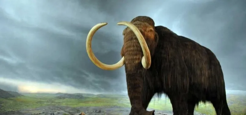 15 bin yıllık mamut tuzakları bulundu