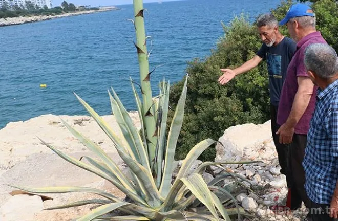 Mersinliler şaşkın! 50 yıldır kimse fark etmedi! 🌱25 günde 4 metreyi geçti 9