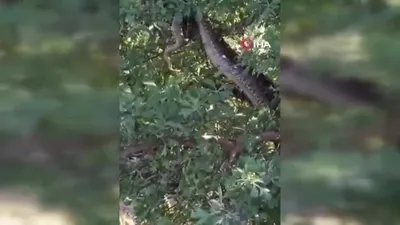 Dev yılanı gören gözlerine inanamadı