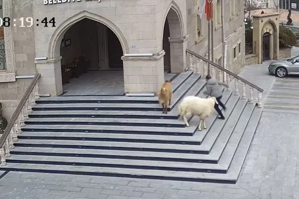 1608011900180.jpg Sürüden kaçan keçi ve koyunlar Nevşehir Belediyesi'ni bastı! O anlar güvenlik kamerasına yansıdı - 3