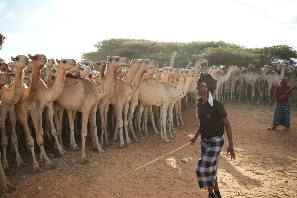 somalide-mevlid-i-nebi-icin-1538-deve-kurban-edilecek-1787404282782.jpg Foto: AA