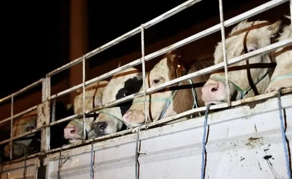 kurban-bayrami-ne-zaman-hangi-gune-denk-geliyor-2023-bayram-tatili-9-gun-mu-olacak-1683564238636.jpg Kurban Bayramı ne zaman, hangi güne denk geliyor 2023? Bayram tatili 9 gün mü olacak? - 3