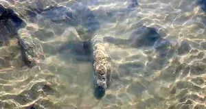 Tarihi sütunlar gün yüzüne çıktı