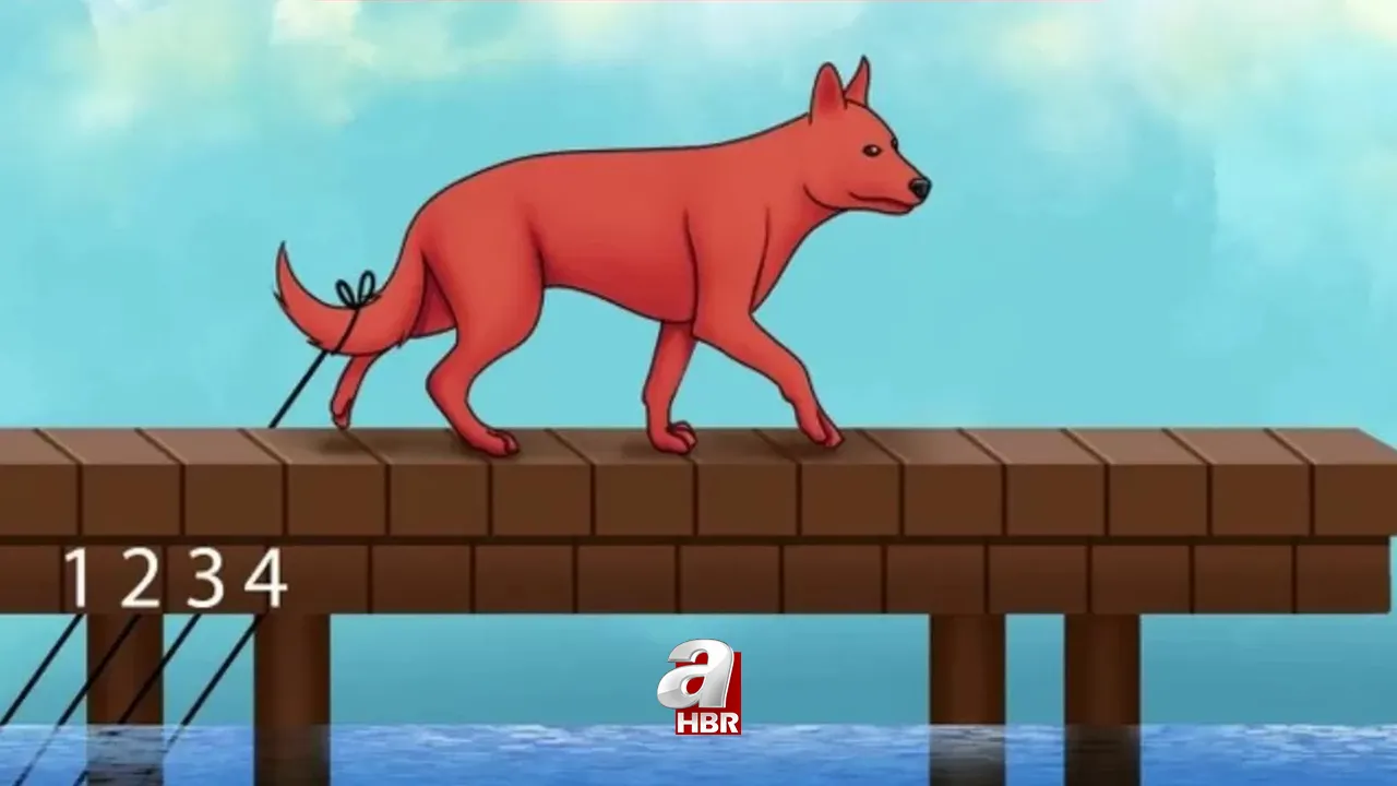 8 saniyede IQ'nuzu test edin! Köpeğe bağlanan doğru ipi sadece bulmaca uzmanları bulabilir!