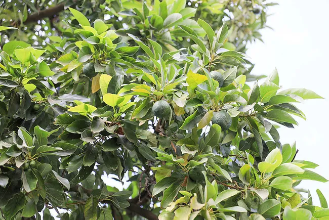 Avokado fidanı için geceden gelip sıraya giren var - 6