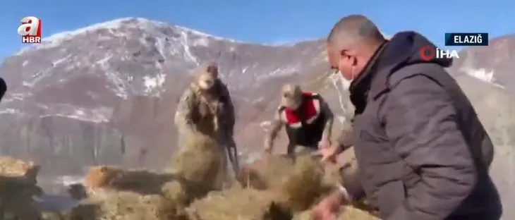 Dağ keçileri için yem bırakıldı