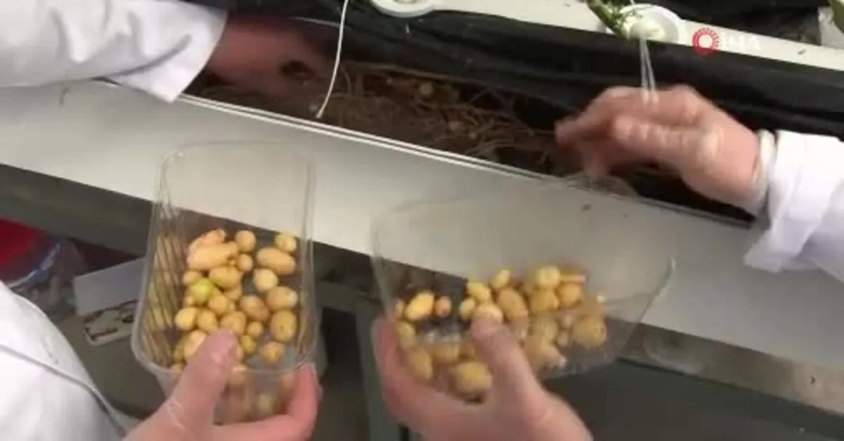 Çiftçilerin beklentisine uygun yerli ve milli patates çeşitleri geliştiriliyor