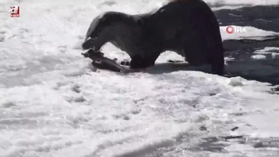 Vahşi doğa değil Türkiye! Avını...