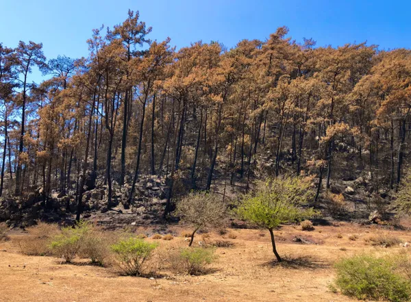 Marmaris'te yangınlar sonrası doğa canlanmaya başladı - 2