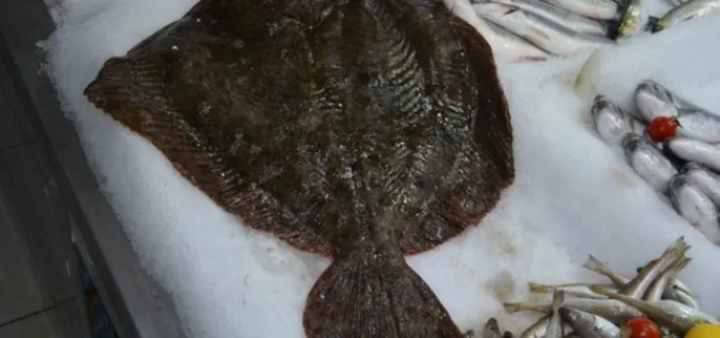 Karadeniz'de avlandı! Fiyatı dudak uçuklatıyor