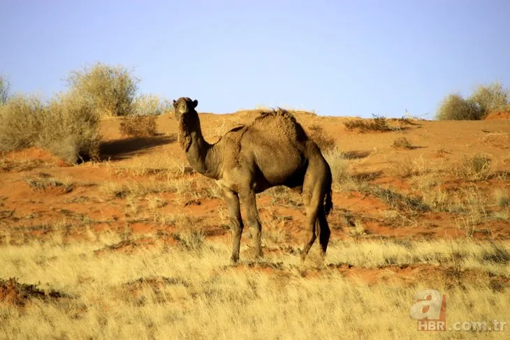 Avustralya deve katliamına atları da dahil etti! Avustralya’da develer neden öldürülecek?