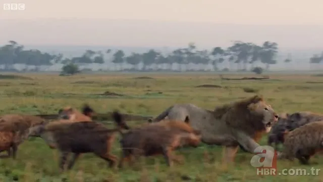İzmir'de sırtlan paniği! "Tire canavarı" korku salıyor 17