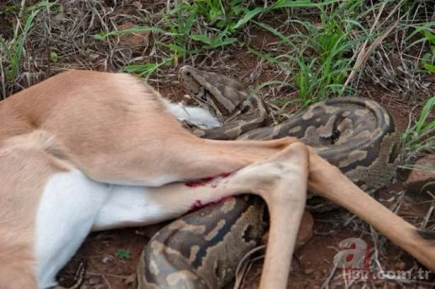 Görüntüler Türkiye'den! Ava giderken "avlandı" 23