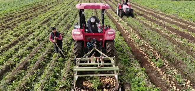 Datça’da turfanda patates hasadı yapılıyor