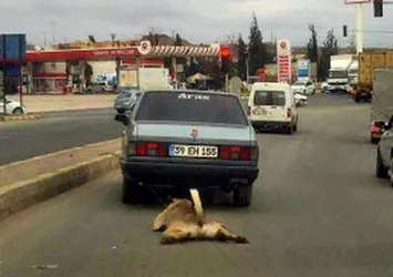 Köpeği sürükleyen acımasız sürücü yakalandı